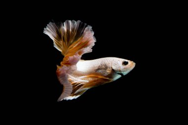 Altın daha iyi balık, Siyam mücadele balık izole siyah arka plan üzerine