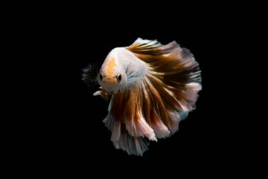 Altın daha iyi balık, Siyam mücadele balık izole siyah arka plan üzerine