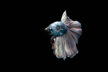 Yeşil metalik daha iyi balık, Siyam mücadele balık izole siyah arka plan üzerine