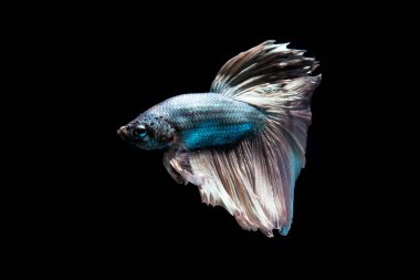 Yeşil metalik daha iyi balık, Siyam mücadele balık izole siyah arka plan üzerine