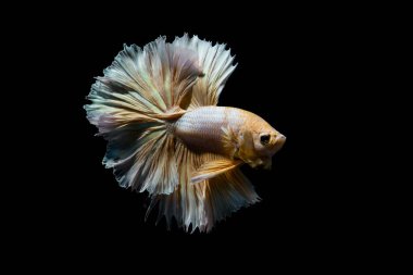 Altın daha iyi balık, Siyam mücadele balık izole siyah arka plan üzerine