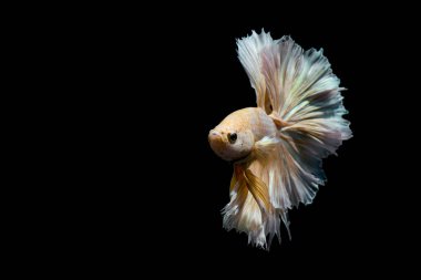 Altın daha iyi balık, Siyam mücadele balık izole siyah arka plan üzerine