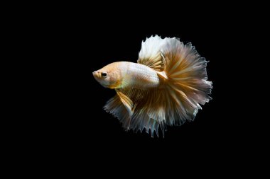 Altın daha iyi balık, Siyam mücadele balık izole siyah arka plan üzerine