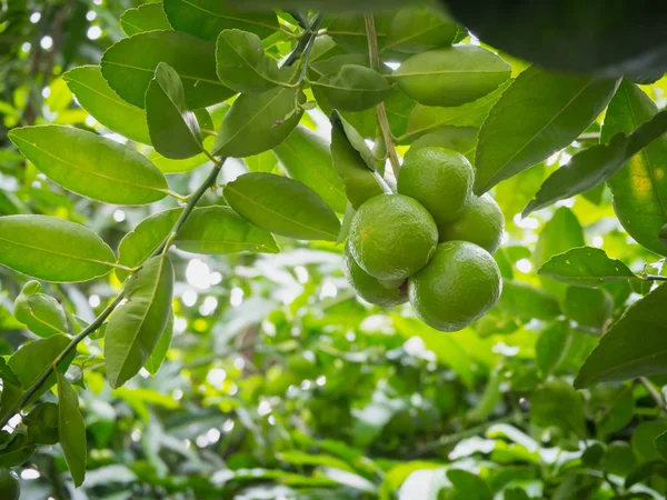 Ağaçta asılı limes kapatın