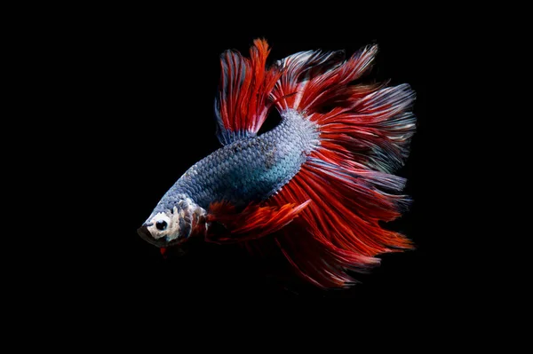 Fancy Betta Fisk Siamesiska Striderna Fisk Svart Bakgrund Isolerade — Stockfoto