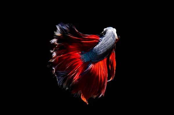 空想の Betta 分離された黒い背景にシャムの戦いの魚 — ストック写真