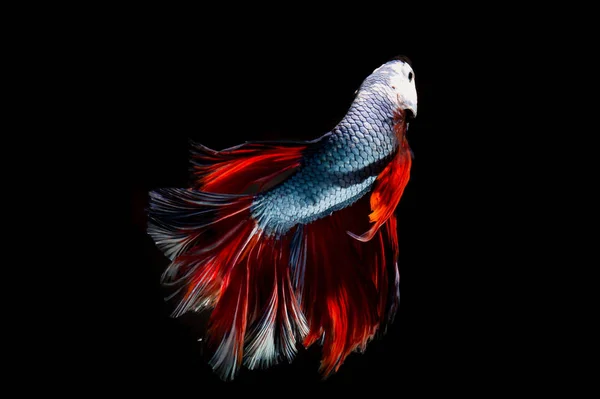 Fancy Betta Fisk Siamesiska Striderna Fisk Svart Bakgrund Isolerade — Stockfoto