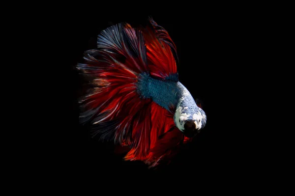 空想の Betta 分離された黒い背景にシャムの戦いの魚 — ストック写真