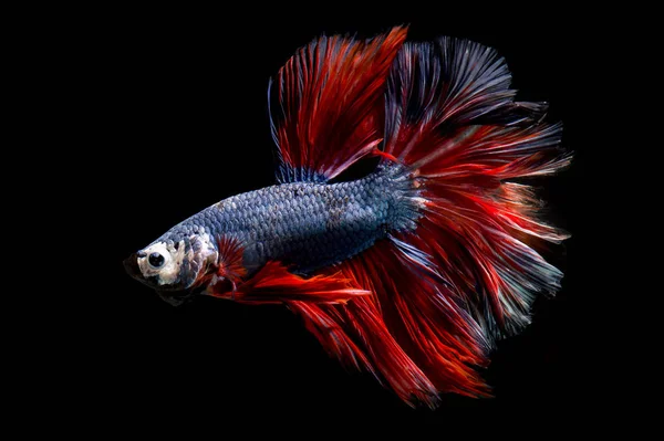 Fancy betta fish, siamese fighting fish on black background isolated