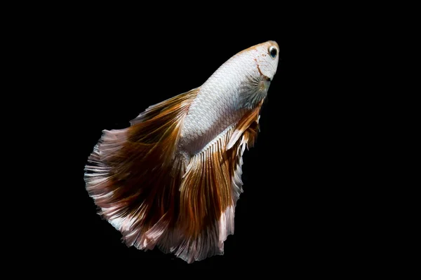 Gold Beta Fisch Siamesische Kampffische Auf Schwarzem Hintergrund Isoliert — Stockfoto