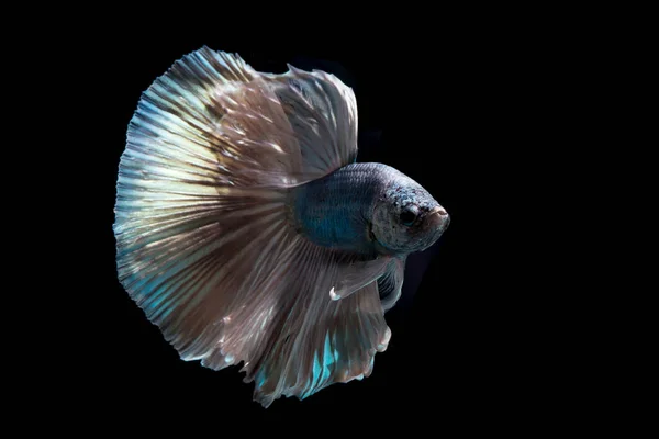 緑メタリック Betta 分離された黒い背景にシャムの戦いの魚 — ストック写真