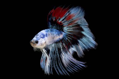 Süslü daha iyi balık, Siyam mücadele balık izole siyah arka plan üzerine