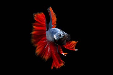 Süslü daha iyi balık, Menekşe Siyam mücadele balık izole siyah arka plan üzerine