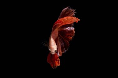 Süslü daha iyi balık, turuncu Siyam mücadele balık izole siyah arka plan üzerine