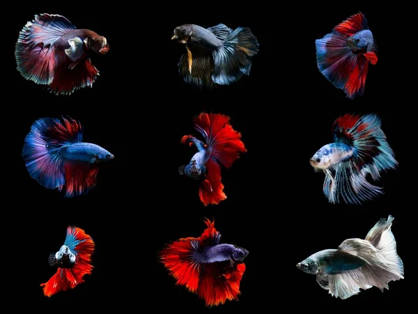 Groep Van Premium Fancy Betta Vist Toon Kwaliteit Siamese Vechten — Stockfoto