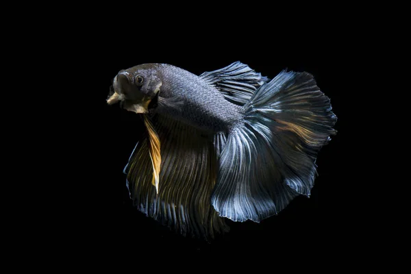 Fancy Betta Fisk Blå Siamesiska Striderna Fisk Svart Bakgrund Isolerade — Stockfoto