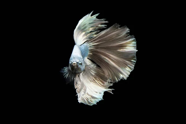 Grön Metallic Betta Fisk Siamesiska Striderna Fisk Svart Bakgrund Isolerade — Stockfoto