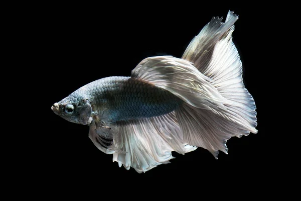 Grön Metallic Betta Fisk Siamesiska Striderna Fisk Svart Bakgrund Isolerade — Stockfoto