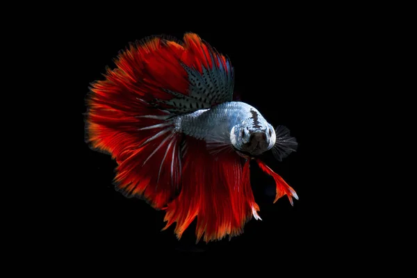 Fancy Betta Fish Blue Siamese Fighting Fish Black Background Isolated — стоковое фото