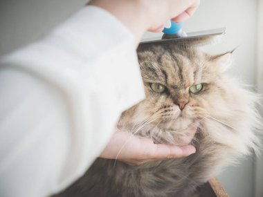 Asyalı kadın bir tarak fırça Farsça kedi kullanarak