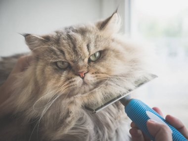 Asyalı kadın bir tarak fırça Farsça kedi kullanarak
