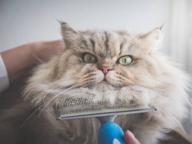 Asyalı kadın bir tarak fırça Farsça kedi kullanarak