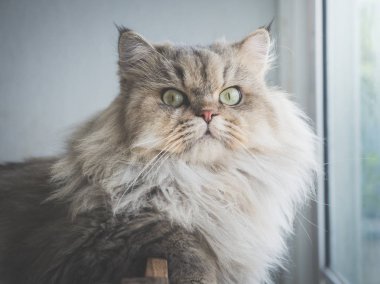 Farsça kedi--dan a pencere güneş ışığı altında kamera bakarak yakın çekim