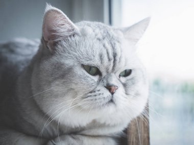 Vintage filtre bir pencereden bakan şirin kısa saç kedi