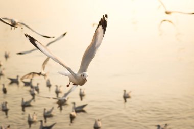 Deniz altında günbatımı üzerinde uçan beyaz martılar