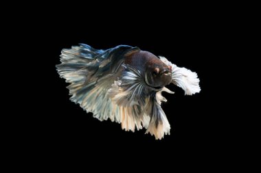 Büyük dönemi Siyam mücadele balık izole siyah arka plan üzerine