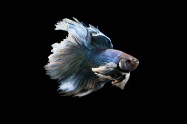 Büyük dönemi Siyam mücadele balık izole siyah arka plan üzerine