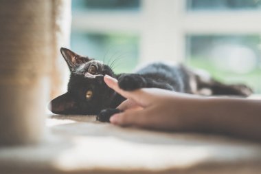Kadın el kedi twer üzerinde siyah yavru kedi ile oynarken