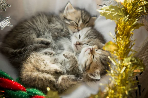 Gatinhos Bonito Tabby Dormindo Abraçando Uma Cesta Dia Natal — Fotografia de Stock