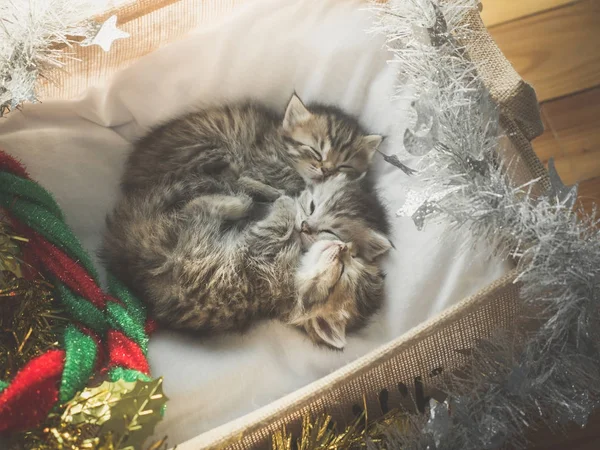 Lindos Gatitos Tabby Durmiendo Abrazándose Una Canasta Día Navidad —  Fotos de Stock