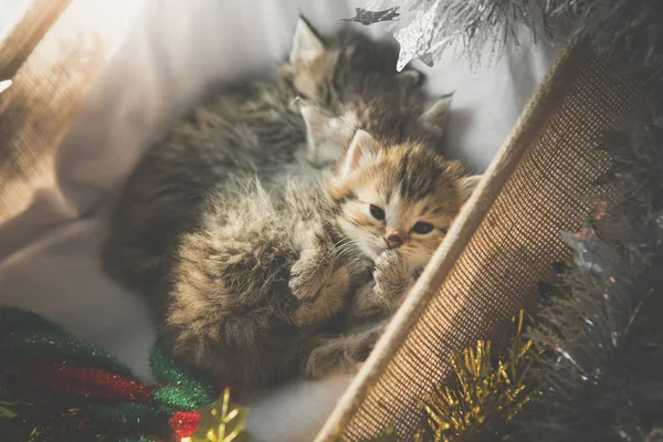 Niedliche Gestromte Kätzchen Die Weihnachtstag Einem Korb Schlafen Und Sich — Stockfoto