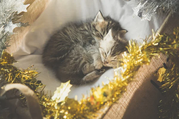 Gatinhos Bonito Tabby Dormindo Abraçando Uma Cesta Dia Natal — Fotografia de Stock