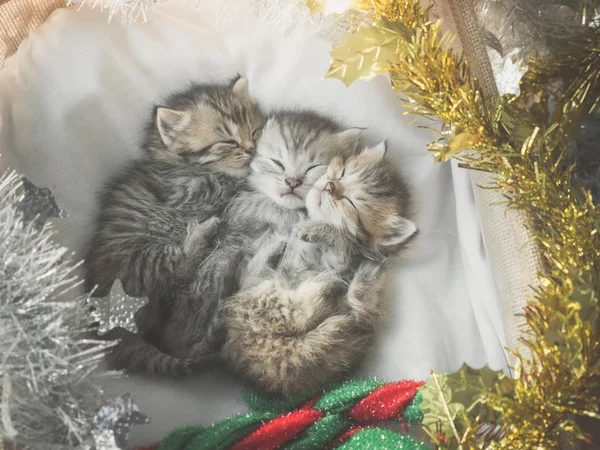 Cute Tabby Kittens Sleeping Hugging Basket Christmas Day — Stock Photo, Image
