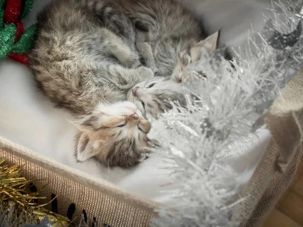 Gatinhos Bonito Tabby Dormindo Abraçando Uma Cesta Dia Natal — Fotografia de Stock
