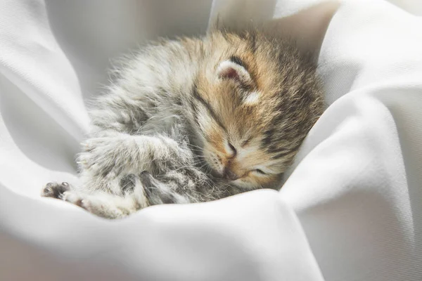 Χαριτωμένο Γατάκι Που Κοιμάται Στο Λευκό Ύφασμα Κάτω Από Φως — Φωτογραφία Αρχείου