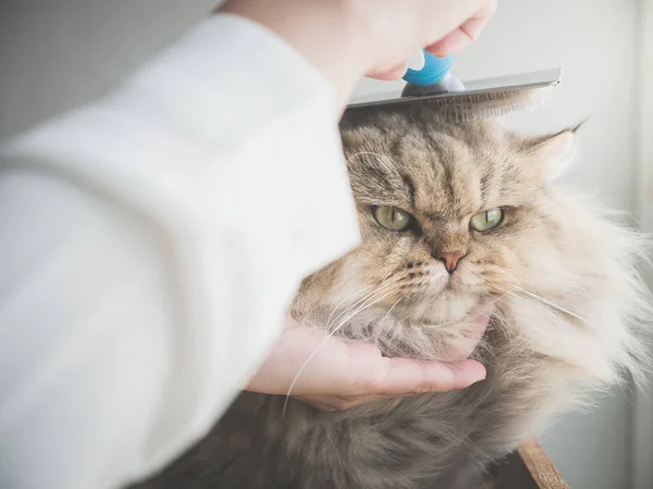 Mulher Asiática Usando Uma Escova Pente Gato Persa — Fotografia de Stock