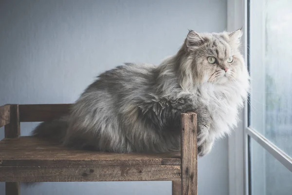 Красивая Кошка Выглядывающая Окно Винтажный Фильтр — стоковое фото