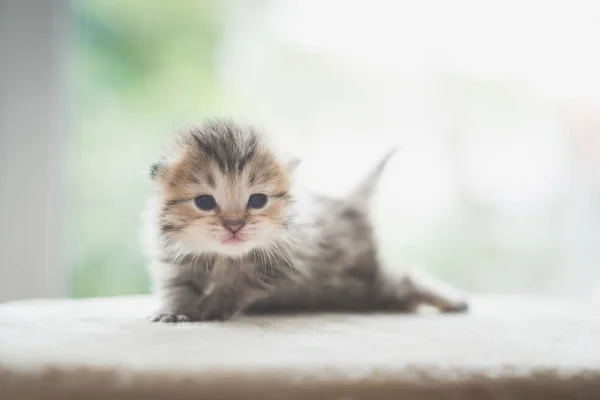 カメラ目線かわいい小猫のクローズ アップ — ストック写真