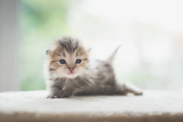 Close Gatinho Recém Nascido Bonito Olhando Para Câmera — Fotografia de Stock