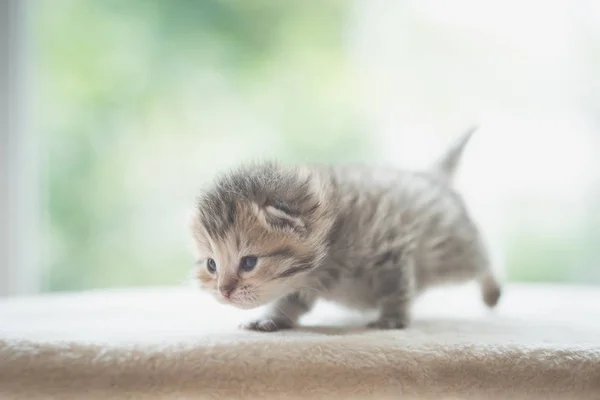 Nahaufnahme Von Niedlichen Neugeborenen Kätzchen Beim Gehen — Stockfoto