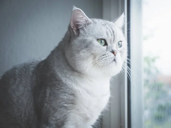 Lindo Gato Pelo Corto Mirando Través Una Ventana Filtro Vintage — Foto de Stock