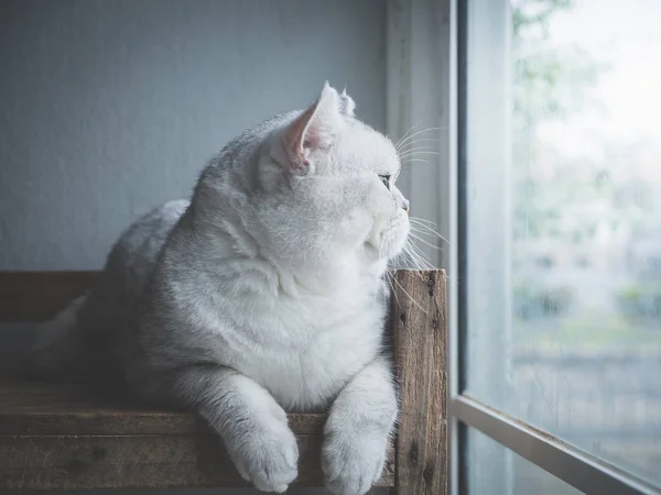 Cute Short Hair Cat Looking Out Window Vintage Filter — стоковое фото