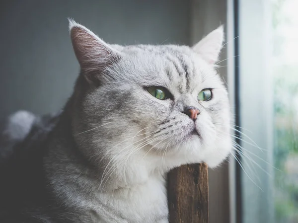 Cute Short Hair Cat Looking Out Window Vintage Filter — стоковое фото