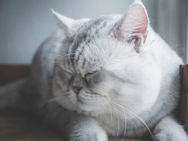 Primer Plano Gato Lindo Durmiendo Estante Madera Bajo Luz Una — Foto de Stock