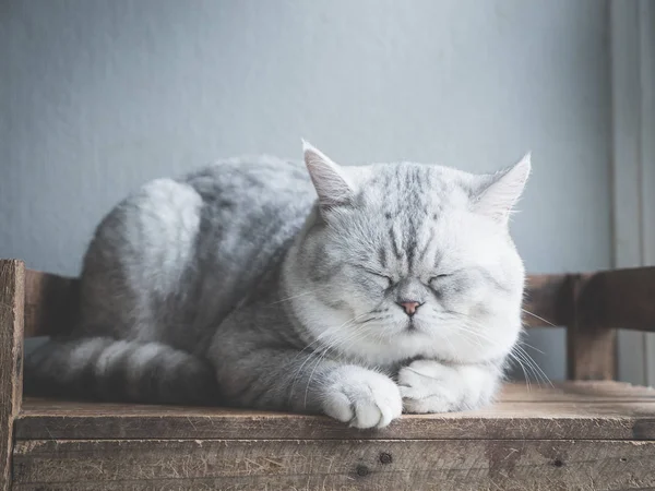 Chat Mignon Dormant Sur Une Étagère Bois Sous Lumière Une — Photo