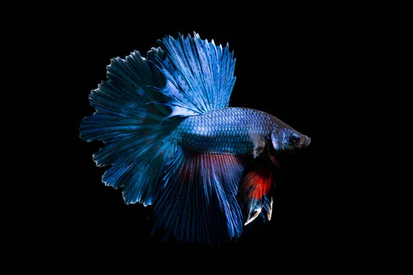 Betta の魚を空想 青の分離された黒い背景にシャムの戦いの魚 — ストック写真